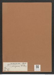 Navicula divergens (W.Sm.) Ralp. (de-Toni-Nr.: Genus 1, Species 27) Zeichnungen Sammlung Grunow Mappe 00019 (Herbarium_W_Grunow_drawings_Folder_00019)